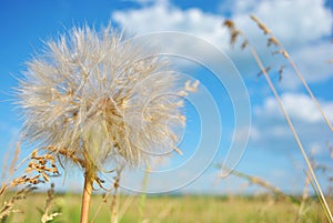 Tragopogon dubius flower, sky and grass background