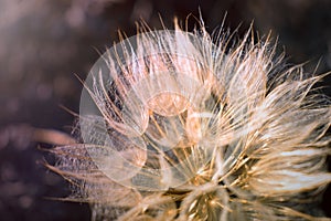 Tragopogon dubius. Giant dandelion close-up. Beautiful air flower. Selective focus