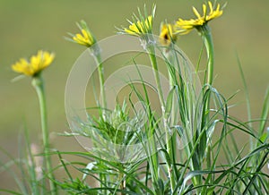 Tragopogon dubius grows in nature in summer photo