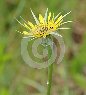 Tragopogon dubius grows in nature in summer photo