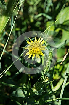 Tragopogon dubius western goat \'s-beard, wild oysterplant