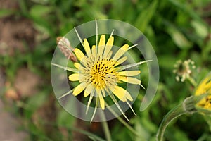 Tragopogon dubius western goat`s-beard, wild oysterplant, yellow goat`s beard, goat`s beard, goatsbeard,is the origin a