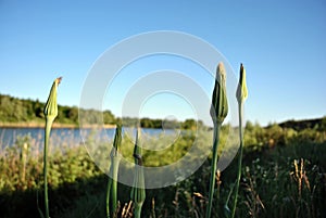 Tragopogon dubius yellow salsify, western salsifyflower faded buds, landscape background