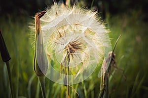 Tragopogon, goatsbeard or salsify is like a huge dandelion flower