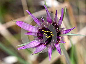 Tragopogon porrifolius, Purple salsify