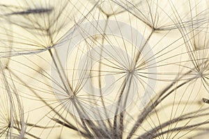 Tragopogon porrifolius Purple salsify vilanos and seeds with umbrella shaped feathery filaments on defocused yellowish brown photo