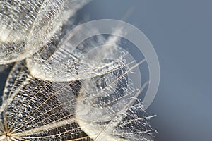 Tragopogon pratensis. Beautiful abstract macro photo of a big dandelion seed. Misty blurred background of dandelion flowers