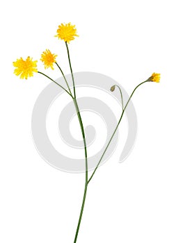 Tragopogon pratensis flower, meadow salsify flower