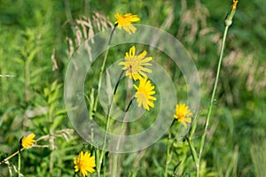 Tragopogon pratensis flowers closeup selective focus