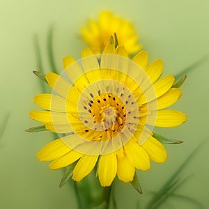 Tragopogon pratensis (Meadow salsify)