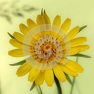 Tragopogon pratensis (Meadow salsify)