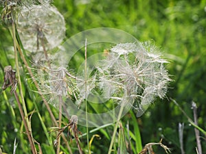 Tragopogon pratensis meadow salsify in the grass