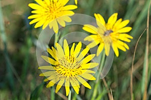 Tragopogon pratensis,  meadow salsify yellow flower closeup selective focus