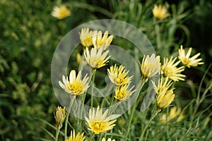 Tragopogon pratensis or salsify yellow flowers in summer