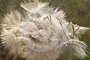 Tragopogon pseudomajor (ÐºÐ¾Ð·Ð»Ð¾Ð±Ð¾Ñ€Ð¾Ð´Ð½Ð¸Ðº). Big dandelion
