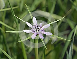 Tragopogon sinuatus