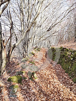 Trail