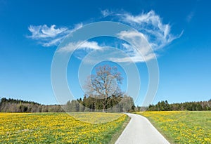 Trail across beautiful dandelion flower meadow and a big tree