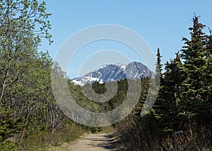 Trail through Alaska photo