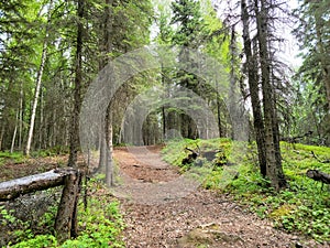 Trail in Alaskan forest old logging road