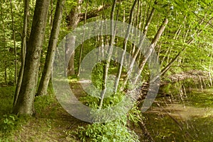 Trail along pond at Connors Farm Conservation Area