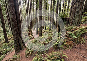 A trail through the ancient Redwoods in Arcata Community Forest