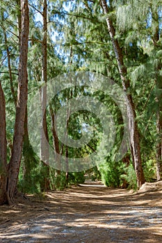Trail through Australian pine trees Casuarina equisetifolia at Wolf Lake Park, vertical - Davie, Florida, USA