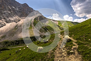 Trail in the austrian alps