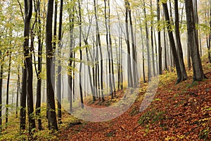 Trail through an autumn beech forest in foggy weather