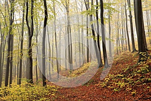 Trail through an autumn beech forest in foggy weather