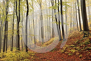 Trail through an autumn beech forest in foggy weather photo