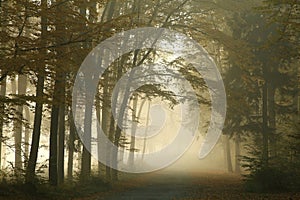 trail through an autumn deciduous forest in the morning dense fog create a mysterious scenery september poland path through a