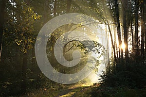 trail through an autumn deciduous forest in the sunshine morning fog surrounds trees mostly oaks and pines branches of backlit by