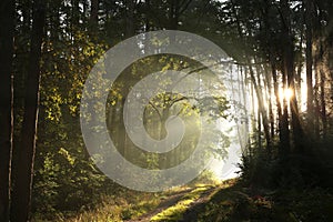 trail through an autumn deciduous forest in the sunshine morning fog surrounds trees mostly oaks and pines branches of backlit by