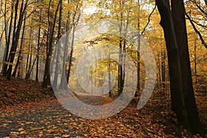 Trail through an autumn forest in foggy weather