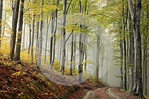 Trail through an autumn forest in foggy weather