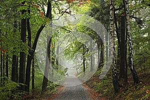 Trail through an autumn forest in foggy weather