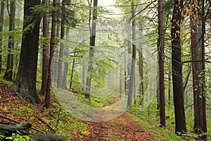 Trail through an autumn forest in foggy weather