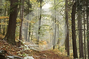 Trail through an autumn forest in foggy weather photo