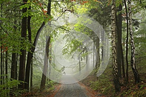 Trail through an autumn forest in foggy weather