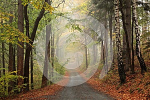 Trail through an autumn forest in foggy weather