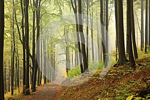 trail through an autumn forest on a misty rainy day path through an autumn deciduous forest in most beech trees covered with photo