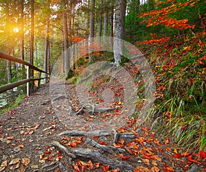 Trail in autumn forest at sunset