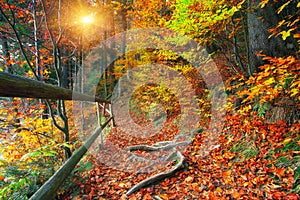 Trail in autumn forest at sunset