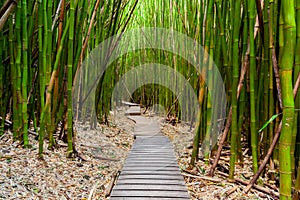 Trail through the Bamboo Forest on Maui, Hawaii