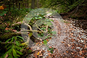 The trail through the beautiful canyon of the Slowacki Raj National Park