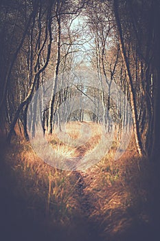 Trail between birches