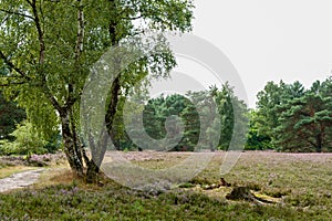 Trail, birches, pines, heather and a tree stump in Fischbeker Heide .