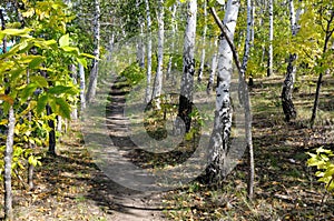 Trail in Birchwood