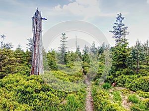 Trail through Black Forest in Germany